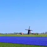 Dom wakacyjny Het Zomerhuis *