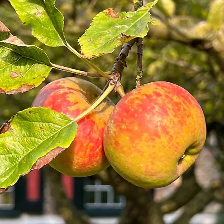 Hébergement de vacances Het Zomerhuis *
