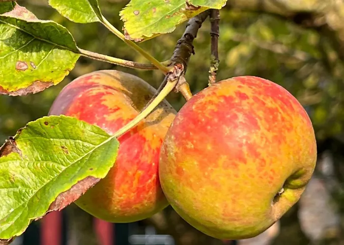 Semesterbostad Het Zomerhuis *